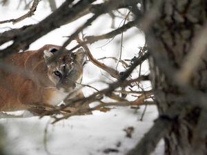 (Francisco Kjolseth  |  The Salt Lake Tribune) A female mountain lion after being captured by scientists in the Oquirrh Mountains in 2011.
