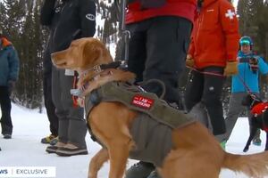 (FOX 13) Dogs train in avalanche rescue in Little Cottonwood Canyon.