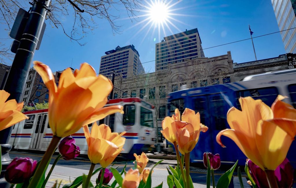 (Francisco Kjolseth | The Salt Lake Tribune) Spring blossoms along Main Street in Salt Lake City on Wednesday, April 28, 2021. Utah has been in for a weird-weather June. The state’s temperatures have climbed to near-record highs, only to plummet to well below normal before shooting back up again.
