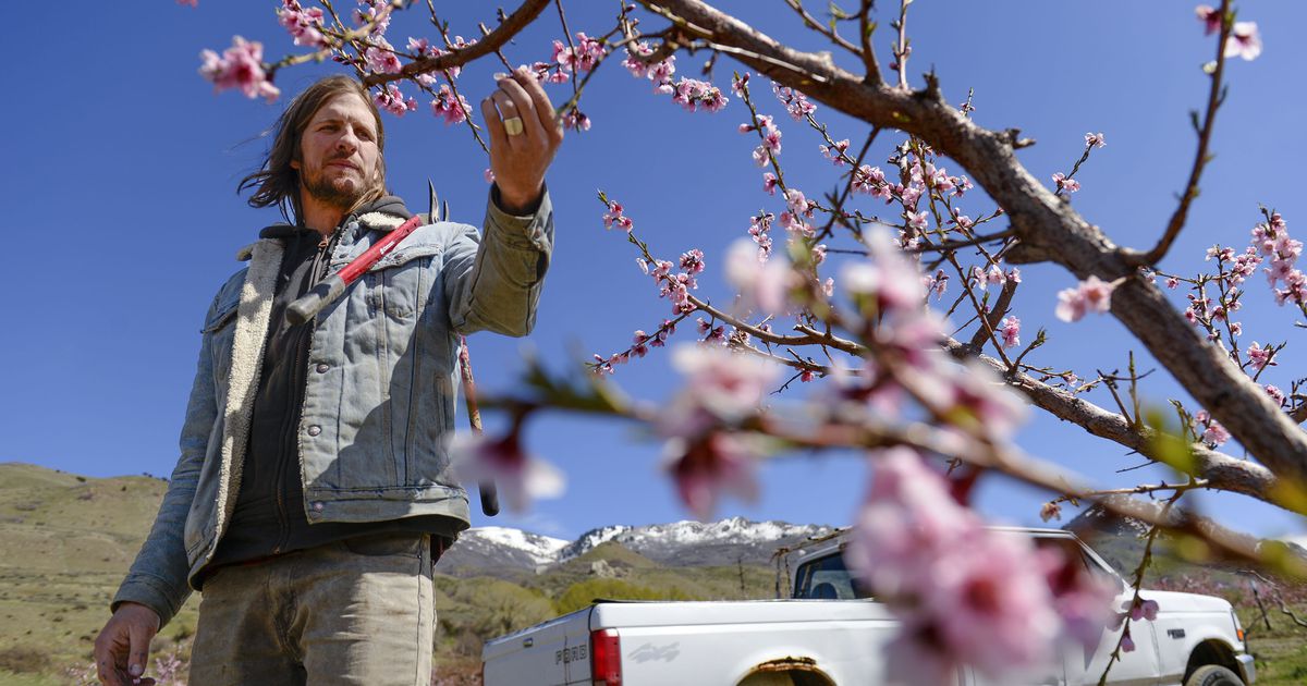With the coronavirus and a hard freeze, Utah’s agriculture industry is
