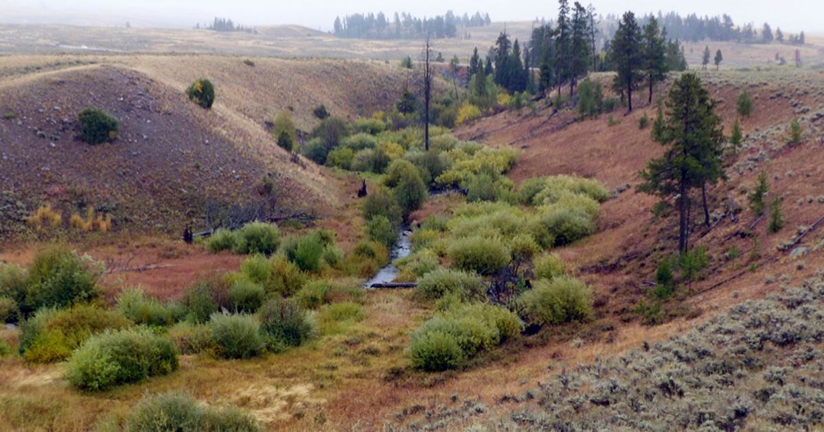 Study Carnivores’ return helps Yellowstone park streams