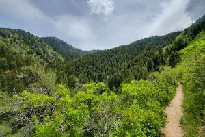 (Becky Jacobs | The Salt Lake Tribune) Thayne Canyon Loop in Mill Creek Canyon pictured on June 4, 2022.